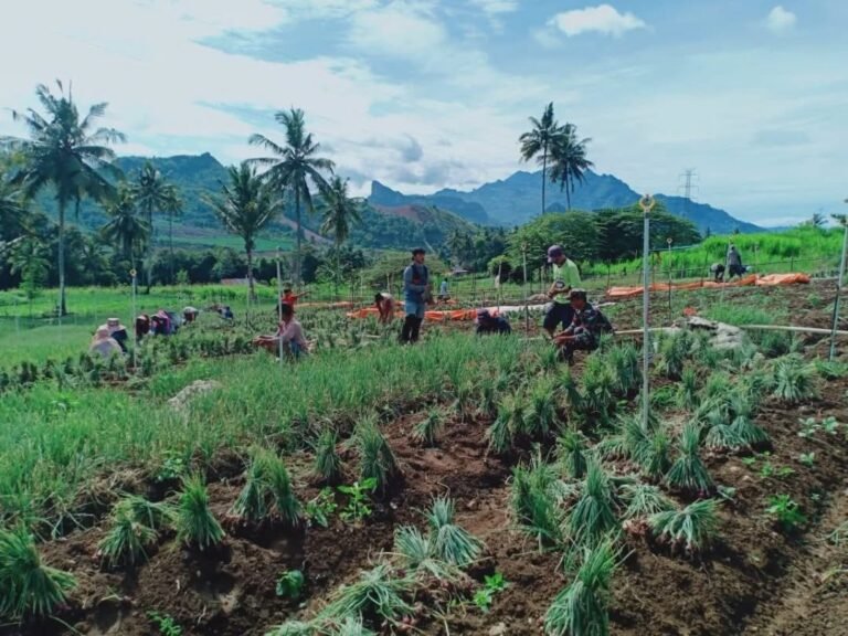 Dukung Ketahanan Pangan Babinsa Koramil 04/Alla, Bantu Petani Bawang Panen di Desa Saruran