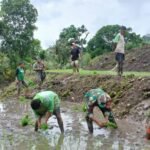 Sukseskan Program Ketahanan Pangan Babinsa Koramil 01/Laratama Bantu Petani Tanam Padi