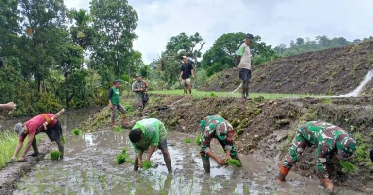 Sukseskan Program Ketahanan Pangan Babinsa Koramil 01/Laratama Bantu Petani Tanam Padi