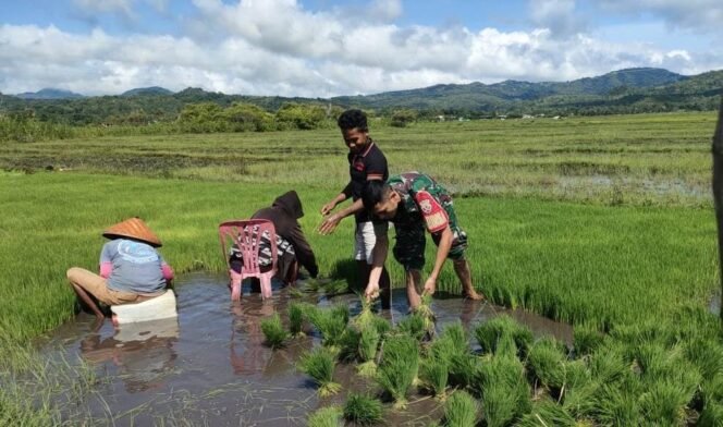 
					Dukung Ketahanan Pangan, Babinsa Koramil 1618-05/Biut Terjun Langsunh Ke Sawah
