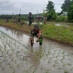 Danramil Sabu Raijua Terjun Langsung Tanam Padi Dukung Han Pangan