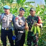 Jaga Sinergitas Dukung Program Pemerintah, Koramil Dawan Ikut Serta Panen Jagung Bersama Di Lahan Hanpangan Polres Klungkung.