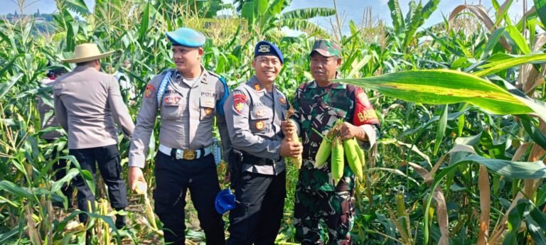 Jaga Sinergitas Dukung Program Pemerintah, Koramil Dawan Ikut Serta Panen Jagung Bersama Di Lahan Hanpangan Polres Klungkung.