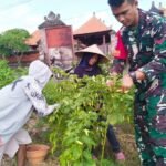 Dibantu Babinsa Panen Cabe, Nyoman Sukada Bahagia