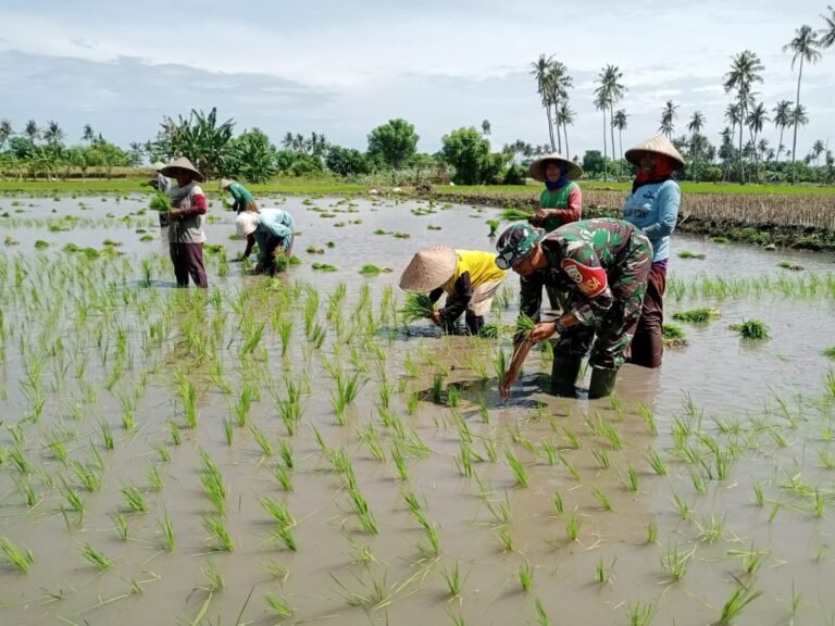 Tingkatkan Swasembada Pangan, Babinsa Malaju bersama petani