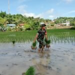 Babinsa Desa Ntori Dampingi Penanaman Padi untuk Mendukung Ketahanan Pangan Nasional