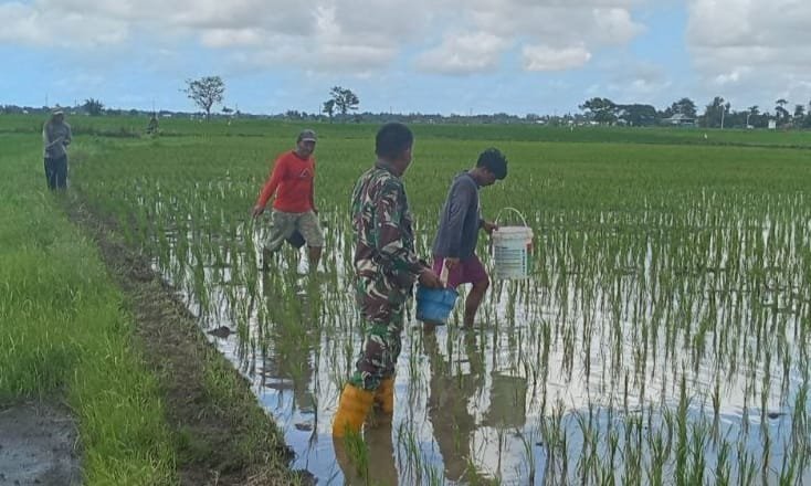 Babinsa Koramil 1426-07/Pattallassang Bantu Petani Dalam Melakukan Pemupukan Padi