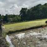 Koptu Charles Anggota Koramil 1307-02/Pamona Puselemba, Laksanakan Pendampingan Pemupukan Padi Sawah di Desa Uelincu