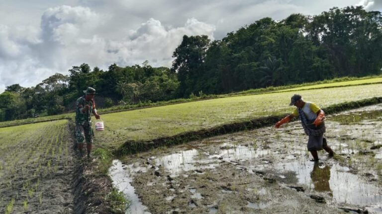 Koptu Charles Anggota Koramil 1307-02/Pamona Puselemba, Laksanakan Pendampingan Pemupukan Padi Sawah di Desa Uelincu