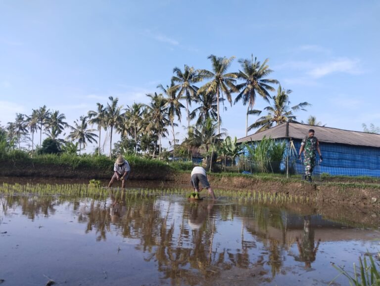 Wujudkan Ketahanan Pangan, Babinsa Desa Demulih Dampingi Petani Tanam Padi