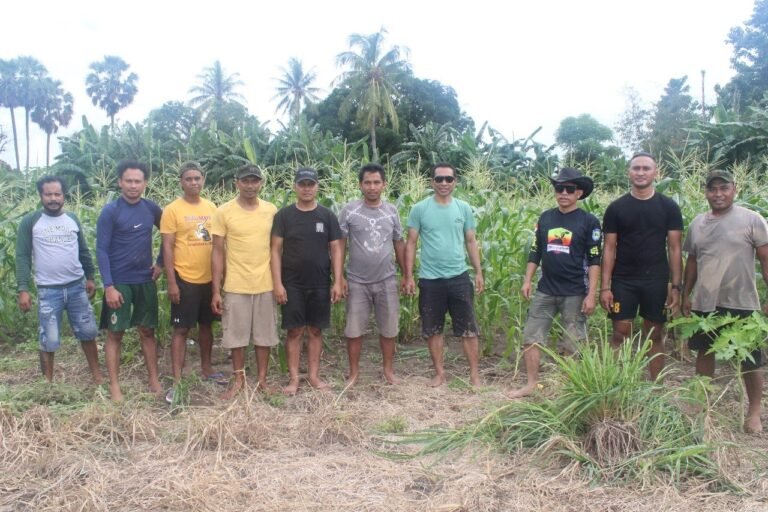 Dukung Ketahanan Pangan, Anggota Staf Dan Unit Inteldim Kupang Bersihkan Kebun Jagung