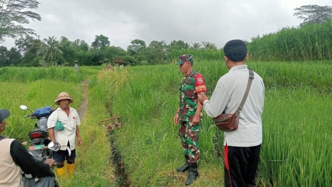 
					Babinsa Desa Tamanbali Bersama Tim Lakukan Pemantauan Hama di Subak Mungsing