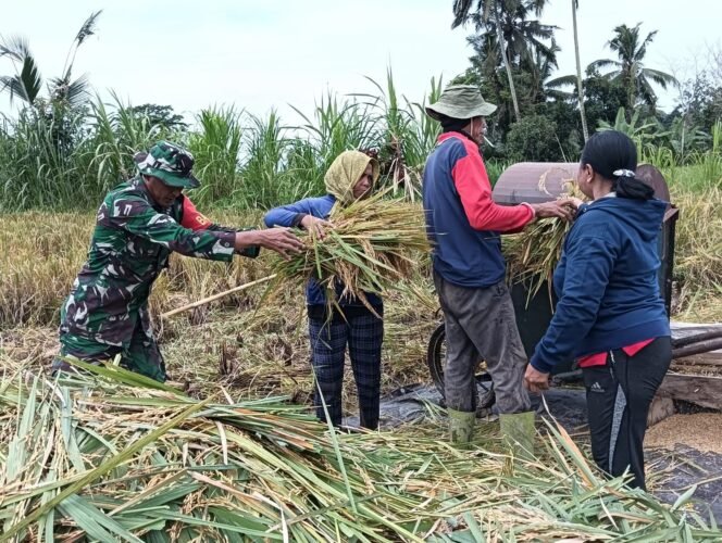 
					Dukung Ketahanan Pangan Nasional, Babinsa dan PPL Kelurahan Cempaga Turut Bantu Panen Padi di Subak Mandi Bukit