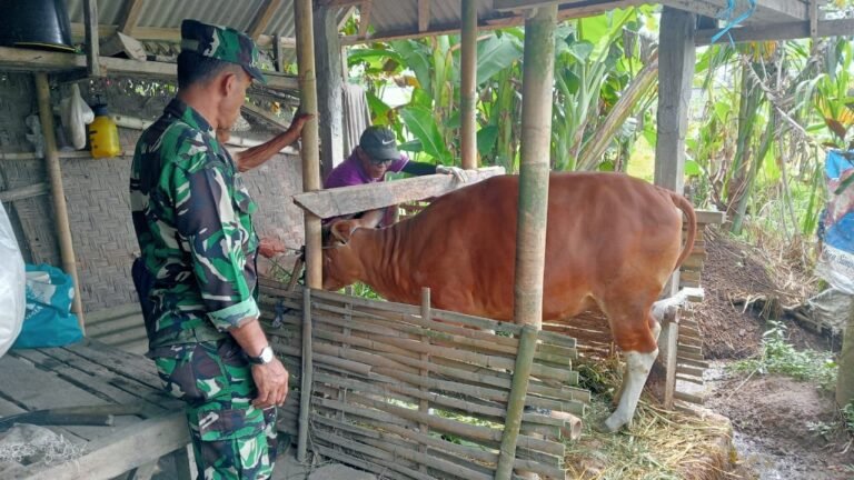 Dukung Kesehatan Hewan Ternak, Babinsa Desa Tamanbali Dampingi Vaksinasi PMK Pada Ternak Sapi