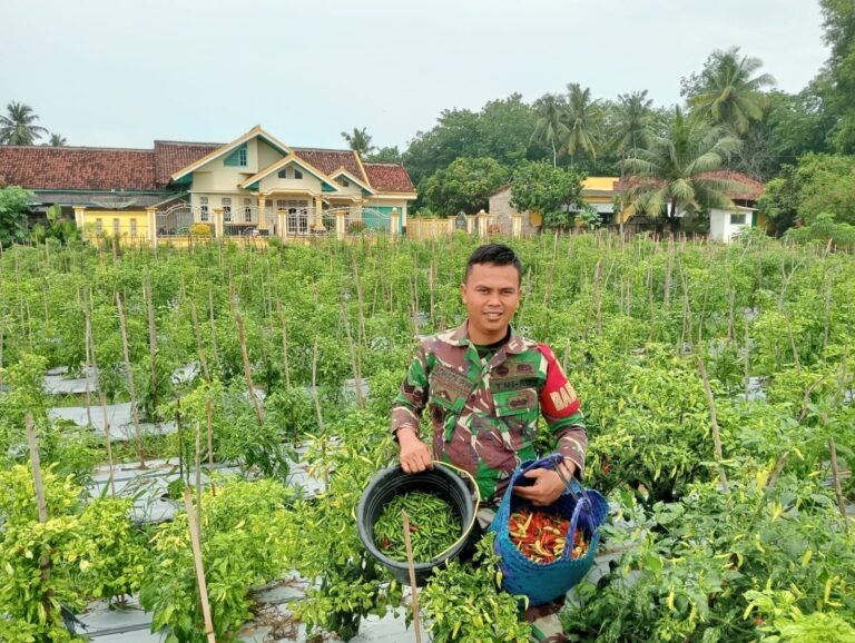 Wah!! Babinsa Koramil 426-01/SP, Panen Cabe Rawit di Lahan Sendiri