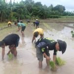 Kodim 1604/Kupang Dukung Swasembada Pangan dengan Tanam Padi