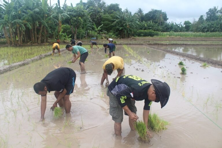 Kodim 1604/Kupang Dukung Swasembada Pangan dengan Tanam Padi