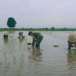 Babinsa Koramil 426-05 PA, Terjun Langsung Ke Sawah, Bantu Petani Proses Penanaman Padi