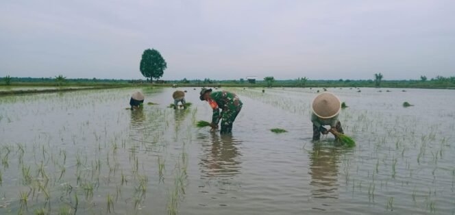 
					Babinsa Koramil 426-05 PA, Terjun Langsung Ke Sawah, Bantu Petani Proses Penanaman Padi