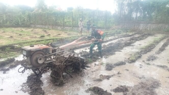
Dampingi Penyiapan Lahan Penanaman Bibit Padi, Koramil Klungkung Ikut Serta bajak Sawah