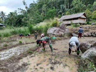 Wujudkan Hanpangan, Babinsa Bontosalama Koramil 02/Sinjai Barat Kodim 1424/Sinjai Dampingi Petani Tanam Padi