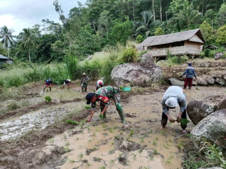 Wujudkan Hanpangan, Babinsa Bontosalama Koramil 02/Sinjai Barat Kodim 1424/Sinjai Dampingi Petani Tanam Padi