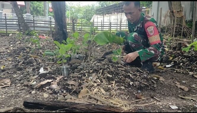 
Manfaatkan Lahan Kosong, Babinsa Turikale Menanam Sayuran untuk Ketahanan Pangan