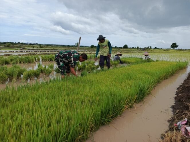
Babinsa Koramil 05 Batang Bantu Petani Tingkatkan LTT Padi di Wilayah Desa Binaan