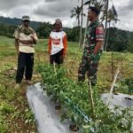 Dukung Ketahanan Pangan, Babinsa Koramil 04/Kelara Komsos Dengan Petani