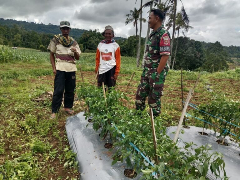 Dukung Ketahanan Pangan, Babinsa Koramil 04/Kelara Komsos Dengan Petani