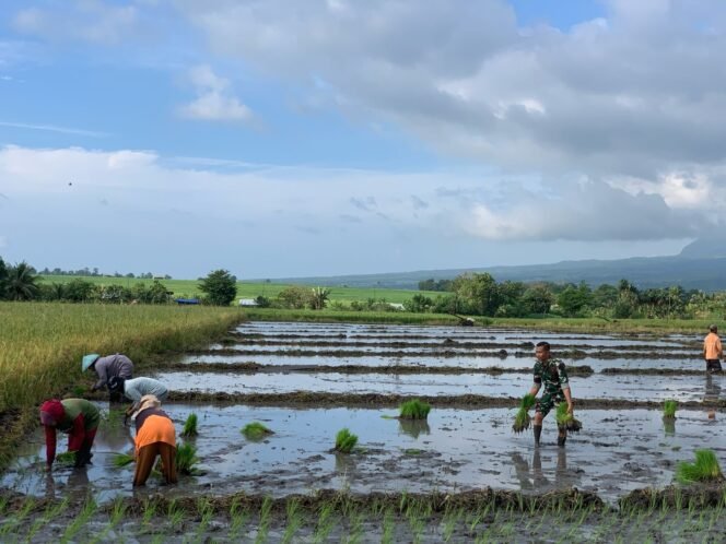 
					Babinsa Koramil 1612-06/Lembor Jadi Sahabat Petani di Kelurahan Tangge