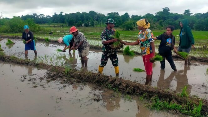 
Babinsa Oelomin Dukung Swasembada Beras Melalui Tanam Padi