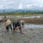 Dukung Ketahanan Pangan, Babinsa Cendana Putih I Dampingi Petani Tanam Padi