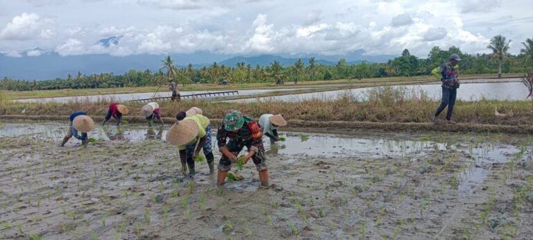 Dukung Ketahanan Pangan, Babinsa Cendana Putih I Dampingi Petani Tanam Padi