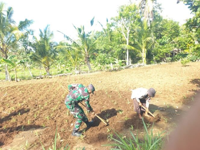 
Tingkatkan Produktifitas Pertanian, Koptu Komang Adnyana Bantu Petani Rawat Tanaman Jagung