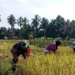 Sukseskan Ketahanan Pangan, Babinsa Koramil 408-03/KT Bantu Petani Panen Padi