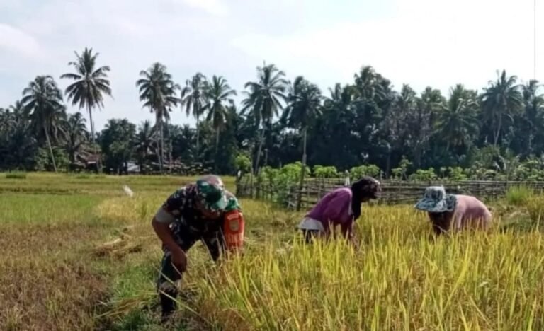 Sukseskan Ketahanan Pangan, Babinsa Koramil 408-03/KT Bantu Petani Panen Padi