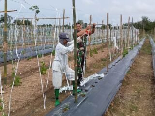 Babinsa Koptu Mukhlis Bantu Petani Timun Memasang Lanjaran