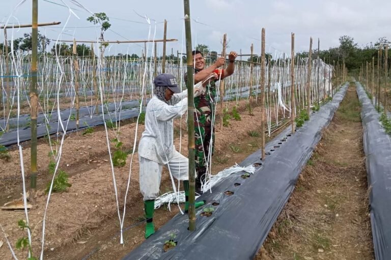 Babinsa Koptu Mukhlis Bantu Petani Timun Memasang Lanjaran