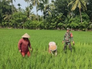 Babinsa Koramil 408-02/KU Bantu Petani Rawat Tanaman Padi