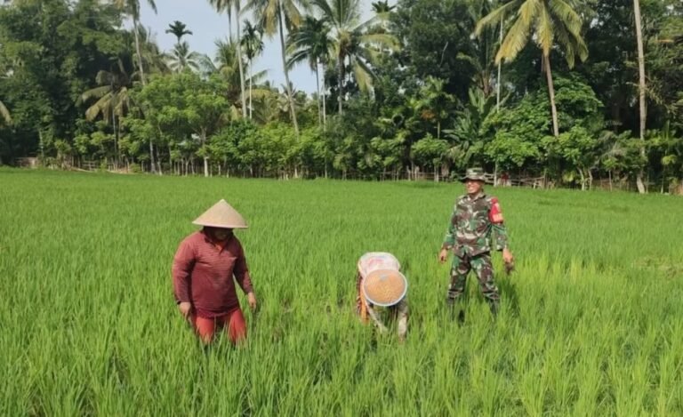 Babinsa Koramil 408-02/KU Bantu Petani Rawat Tanaman Padi