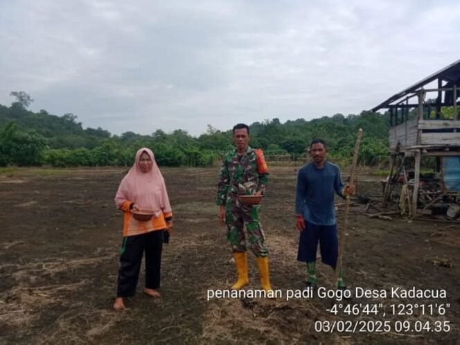 
					Babinsa Koramil 1429-01/Kulisusu Bantu Petani Tanam dan Pantau Perkembangan Padi Gogo