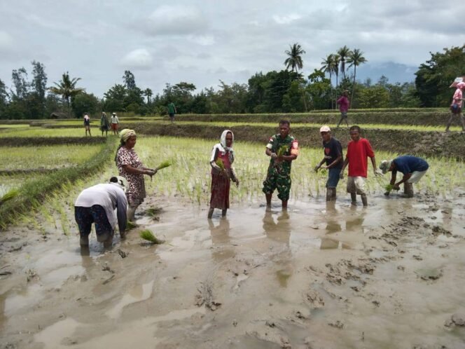
					Dampingi Tanam Padi, Upaya Babinsa Dukung Ketahanan Pangan