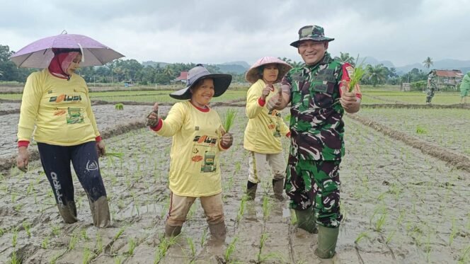 
Dukung Percepatan Tanam Padi Sawah,Danramil 13/Rkn IV Koto Terjun Langsung Ke Lapangan