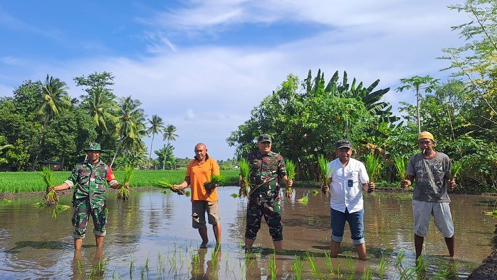 Dandim 1603/Sikka bersama Kepala Bulog Maumere Laksanakan Peninjauan Lahan Dan Penanaman Bibit Padi.