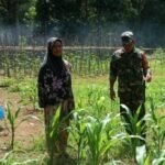 Babinsa Koramil 416-01/Rantau Pandan Laksanakan Pemantauan dan Pembersihan Tanaman Jagung di Desa Lubuk Muaro Buat