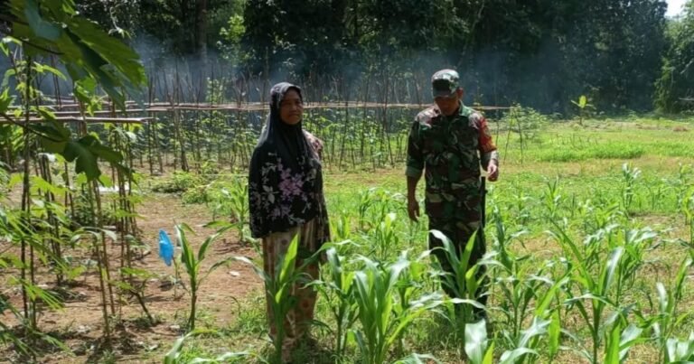 Babinsa Koramil 416-01/Rantau Pandan Laksanakan Pemantauan dan Pembersihan Tanaman Jagung di Desa Lubuk Muaro Buat