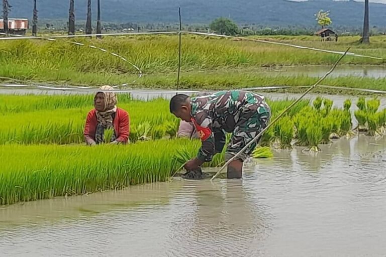 Babinsa Koramil Betun Bantu Petani Pindah Tanam Padi Percepat Masa Tanam