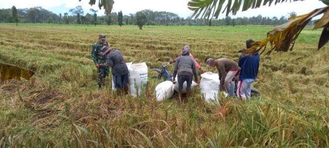 
					Panen Padi di Wilayah: Babinsa Sumbersuko Berperan Aktif dalam Pendampingan Petani