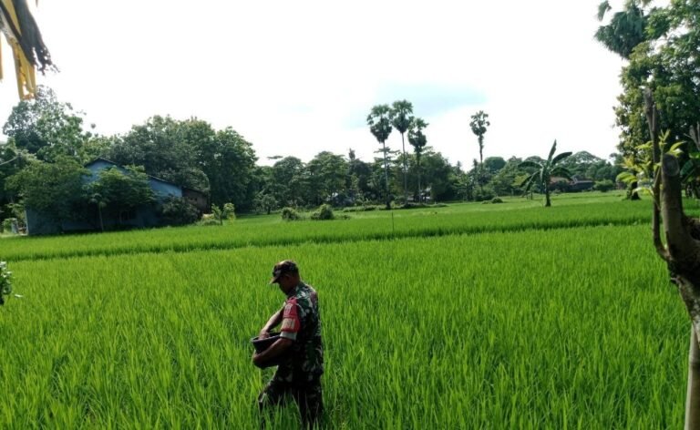 Ketahanan Pangan, Babinsa Koramil 1426-03/Galut Bantu Petani Di Wilayah Binaan